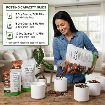 veryplants planta aroides sana en maceta con Molly's Aroid Mix