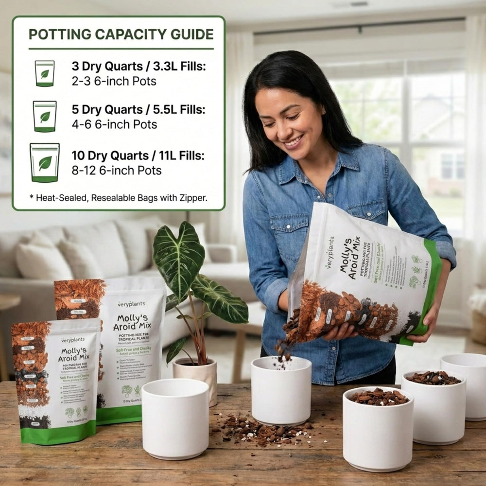 veryplants planta aroides sana en maceta con Molly's Aroid Mix
