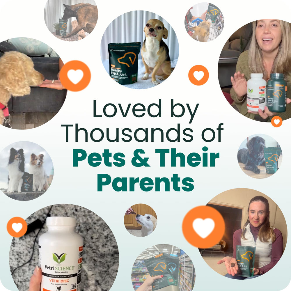 VETRISCIENCE escena lifestyle con mascota y envase para contexto de uso en el hogar
