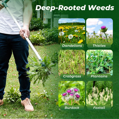 Walensee pulled weed with roots showing thorough extraction benefit