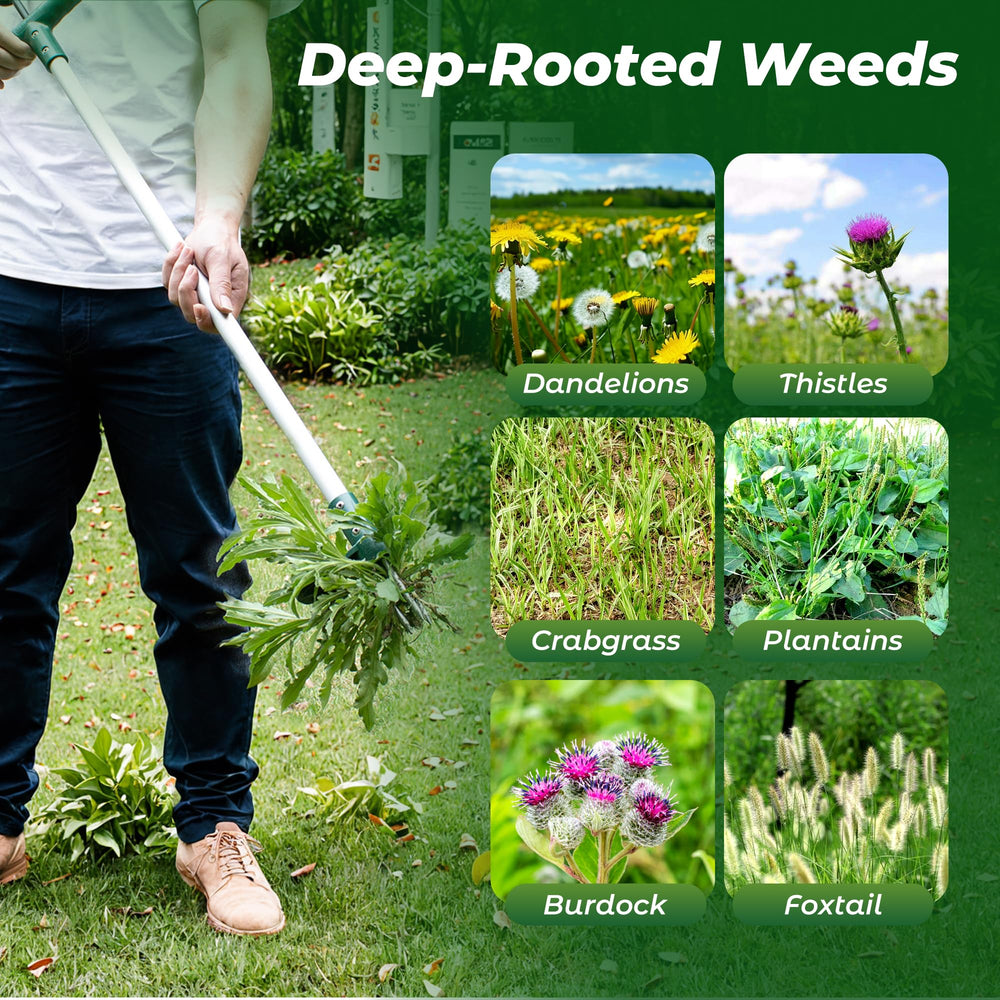 Walensee pulled weed with roots showing thorough extraction benefit