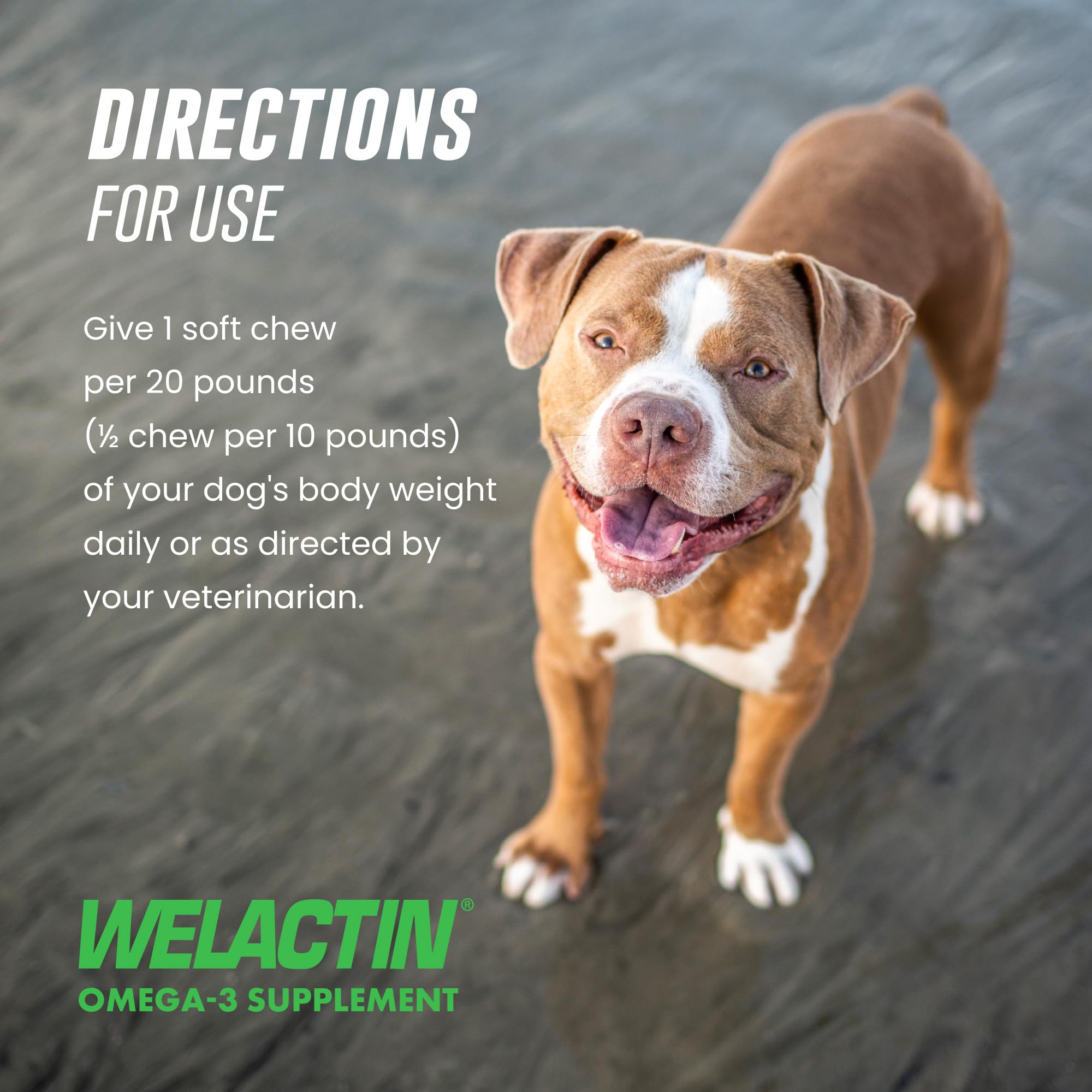 Perro con pelaje brillante tras uso continuado de Nutramax Welactin, aspecto saludable
