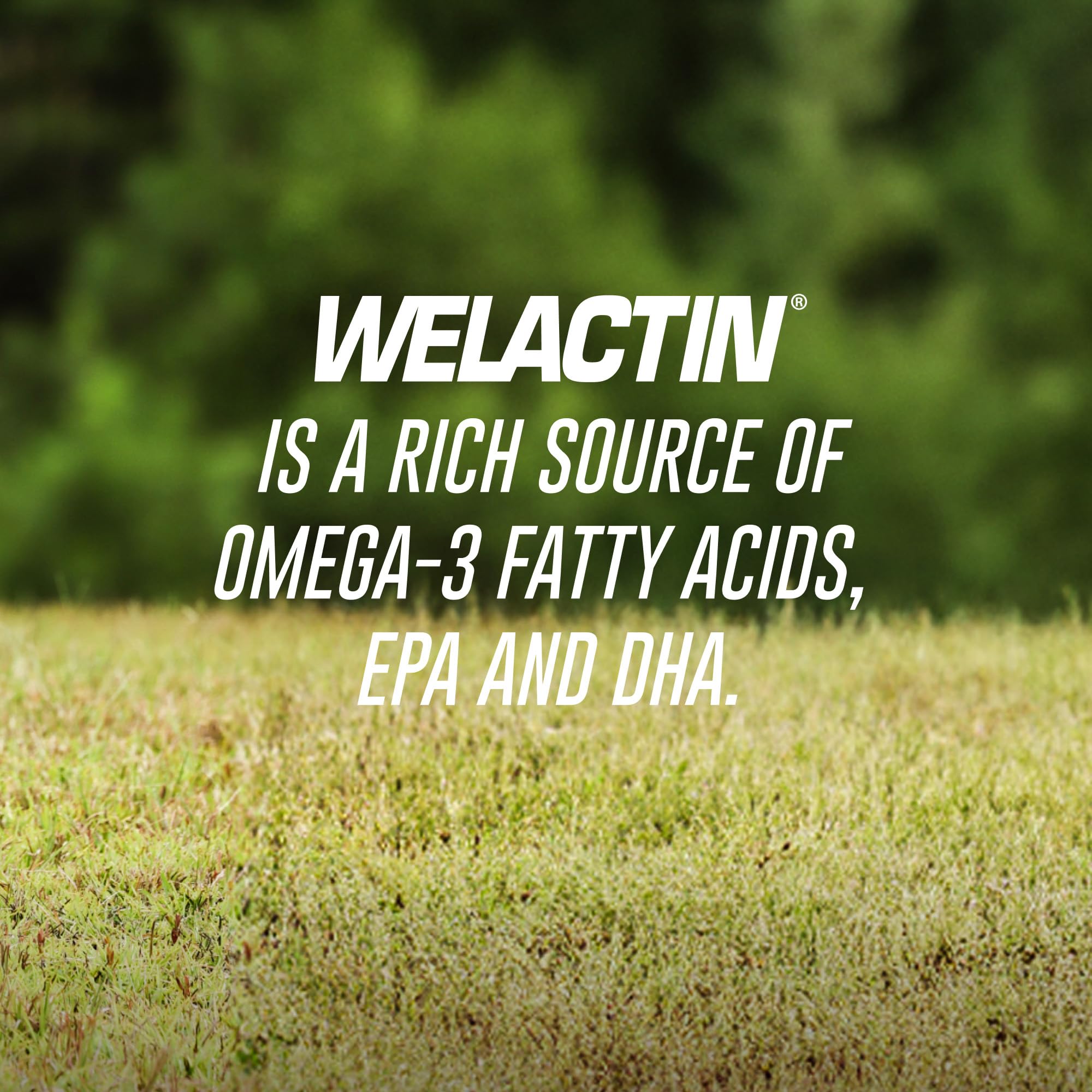 Nutramax Welactin oil sheen on softgel highlighting concentrated omega-3