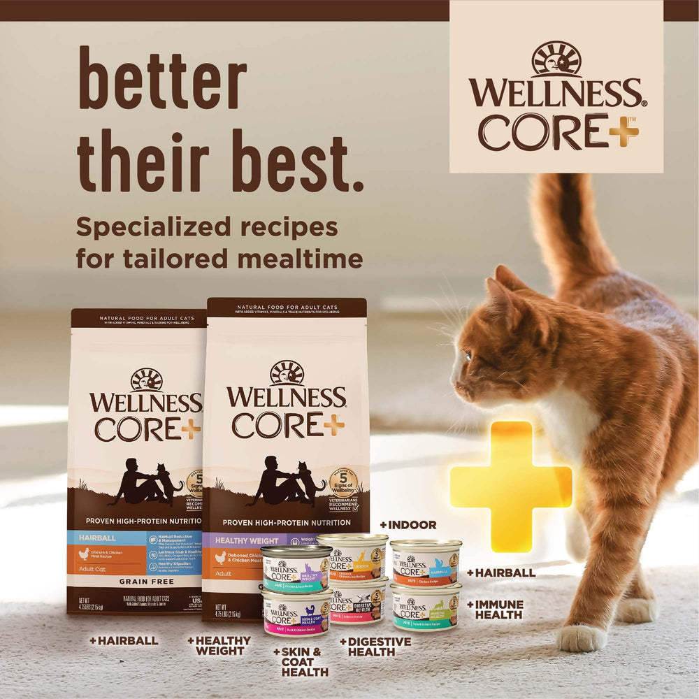 Wellness escena de interior con gato saludable y ambiente hogareño
