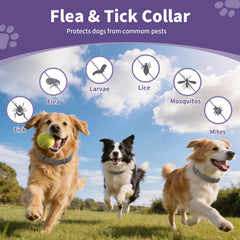 Wiiks&Wooks perro pequeño usando el collar que muestra ajuste cómodo