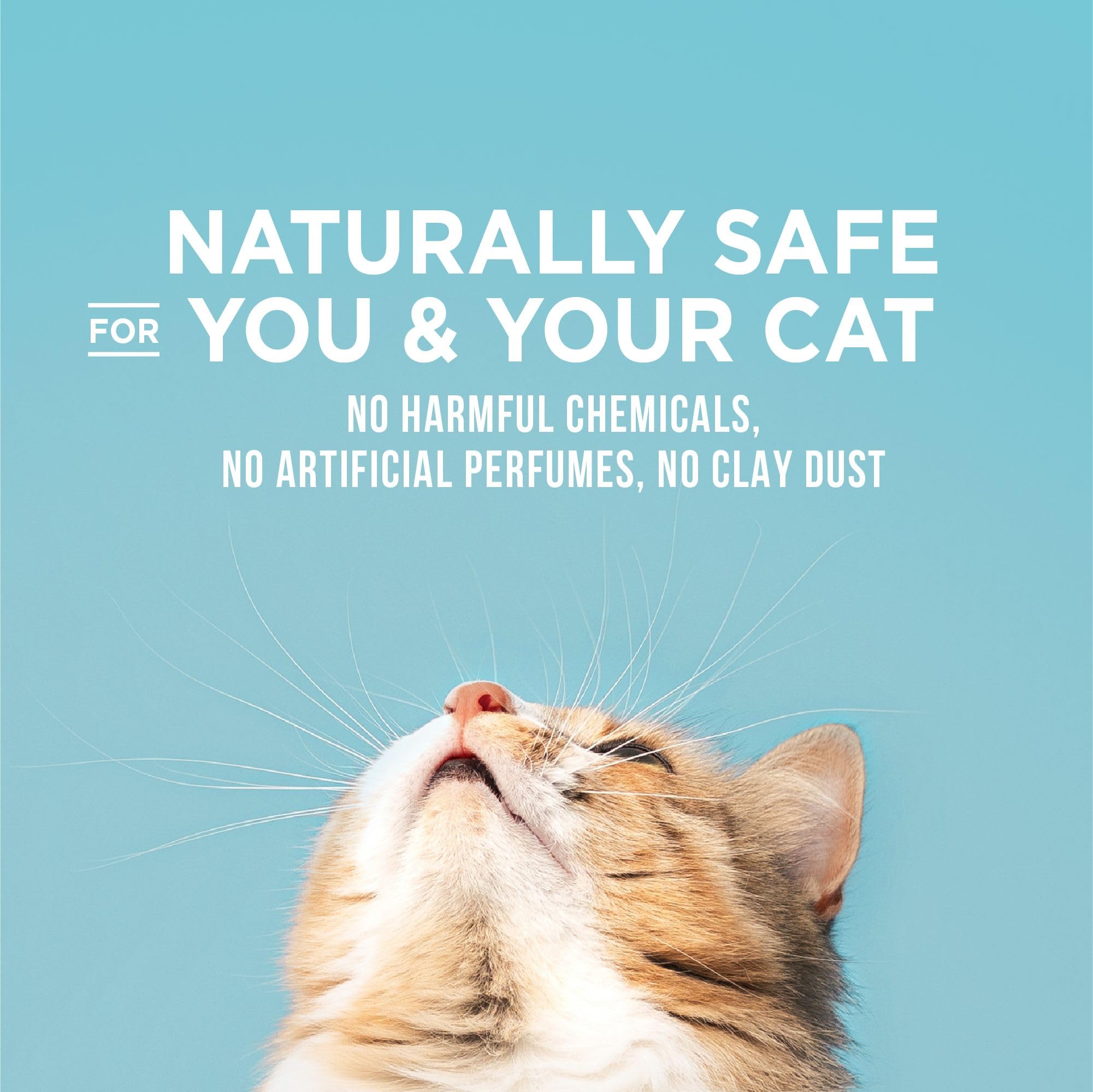 World's Best Cat Litter gato usando la caja con menos olores en casa