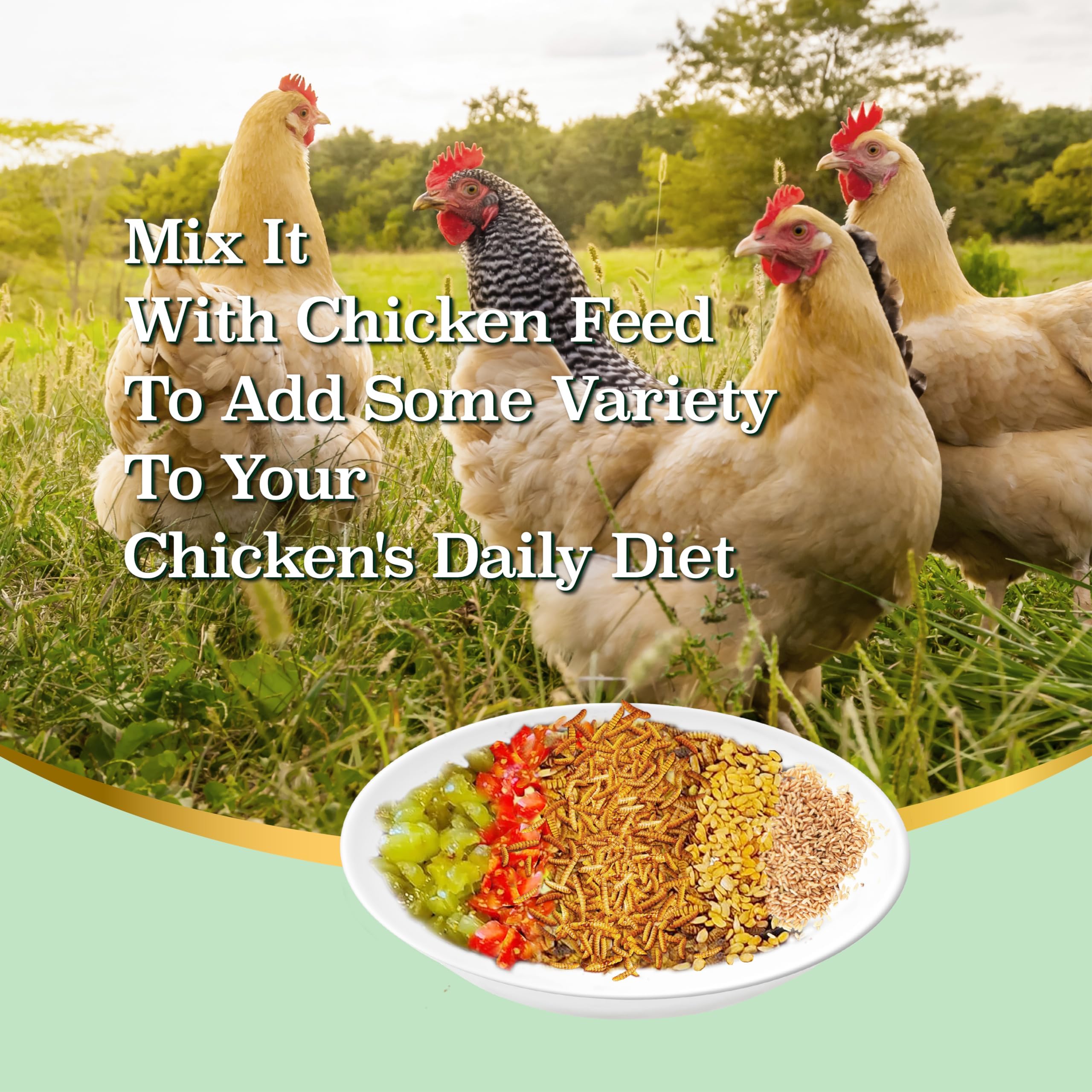 WORMSKING feeding scene with chickens in coop, demonstrating enhanced treat time