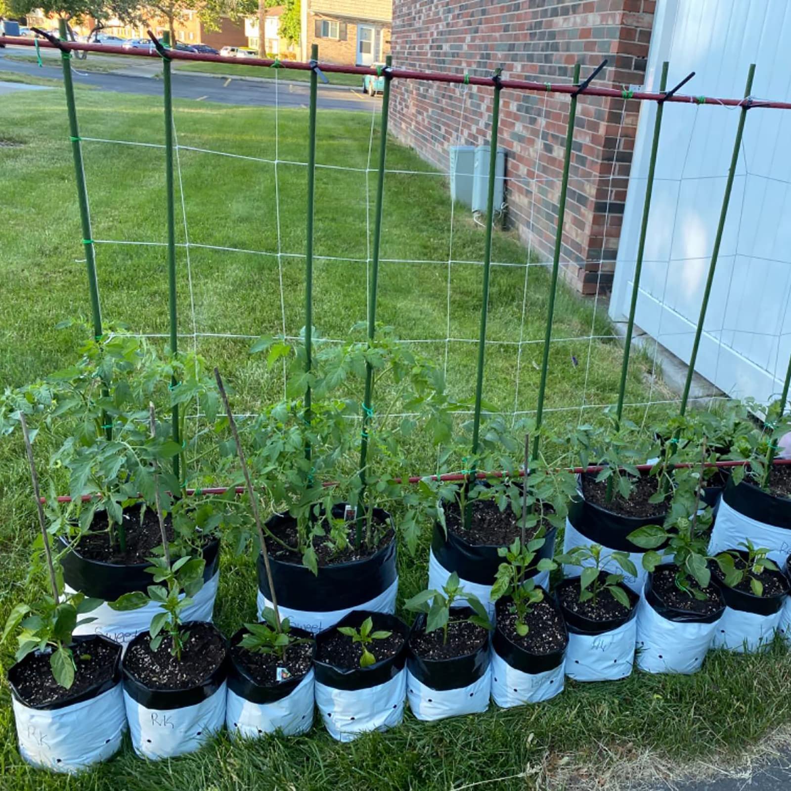 Xuwzenkl estaca en uso sosteniendo planta de tomate saludable