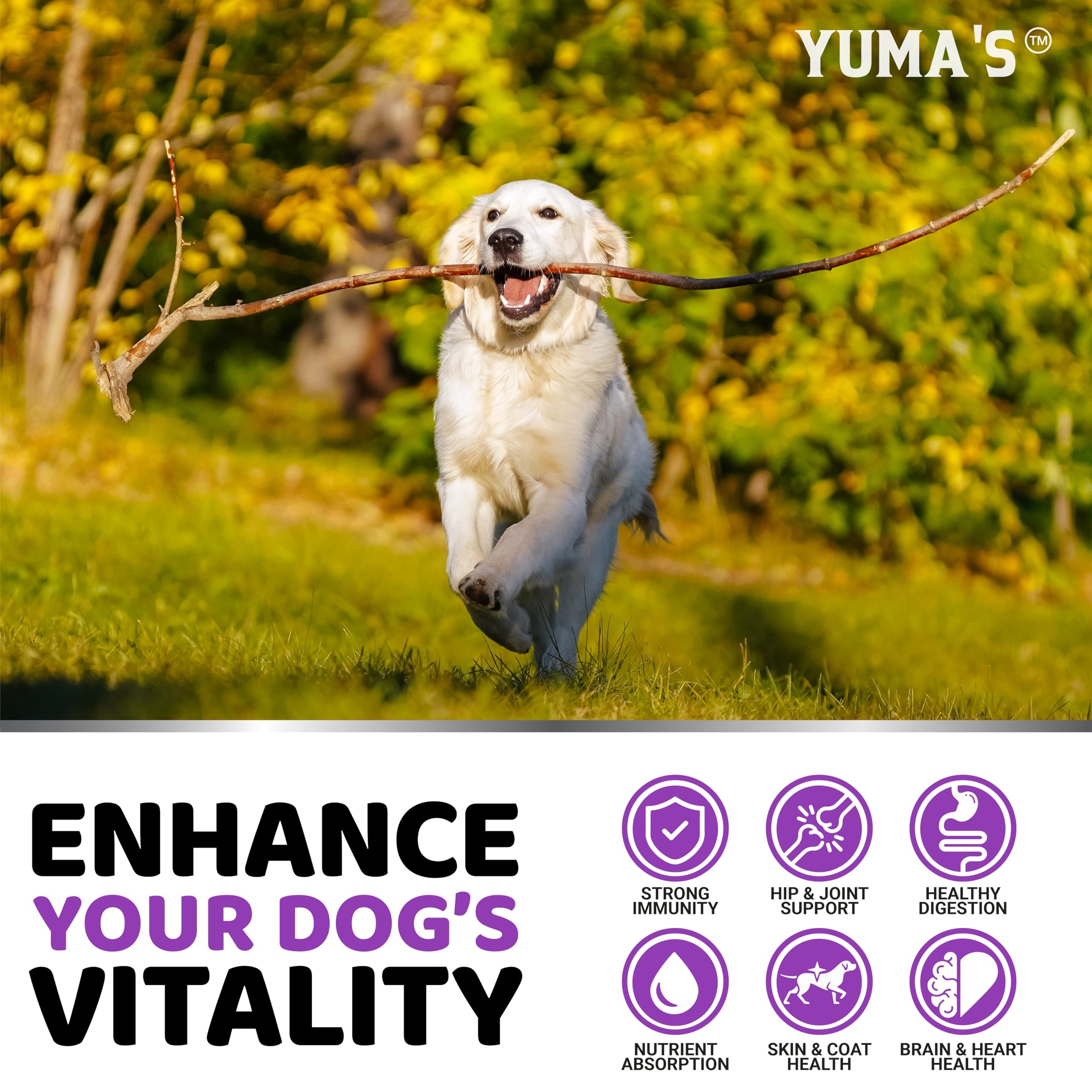 YUMA'S perro aceptando masticable como premio, apoyo para adherencia al suplemento