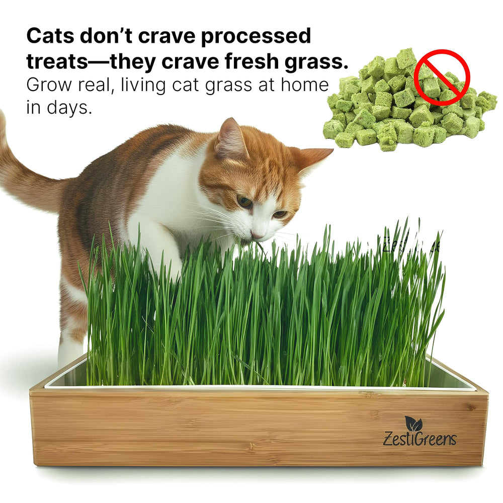 ZESTIGREENS planter kit in kitchen lifestyle setting blending with home decor