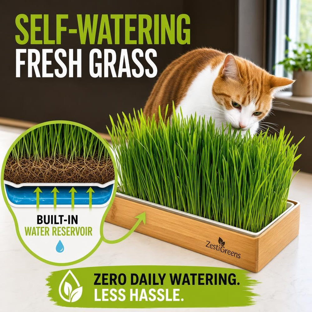 ZESTIGREENS lush wheatgrass ready to eat demonstrating healthy, edible greens